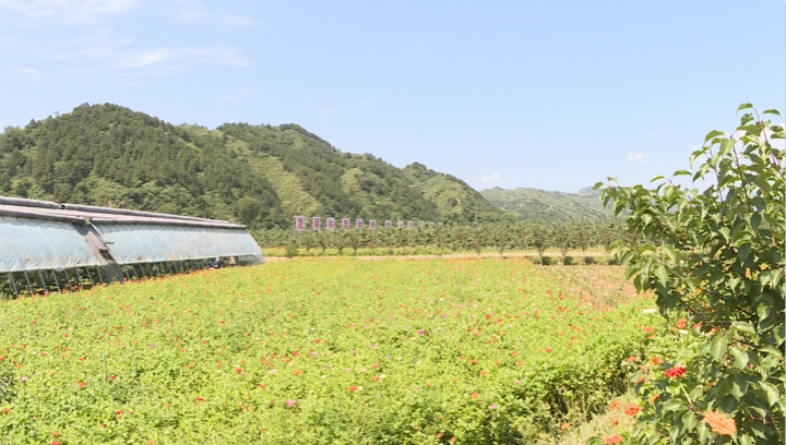 【“他们奔走太行”系列报道①】“苹果教授”孙建设:农业驿站看护人