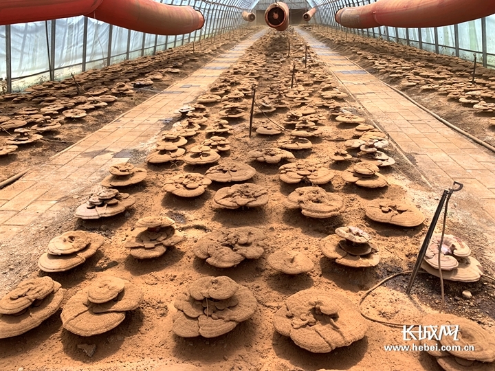 【“他们奔走太行”系列报道②】“菌专家”李明:此生专为食用菌把脉