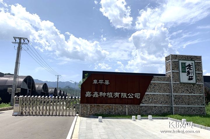 【“他们奔走太行”系列报道②】“菌专家”李明:此生专为食用菌把脉